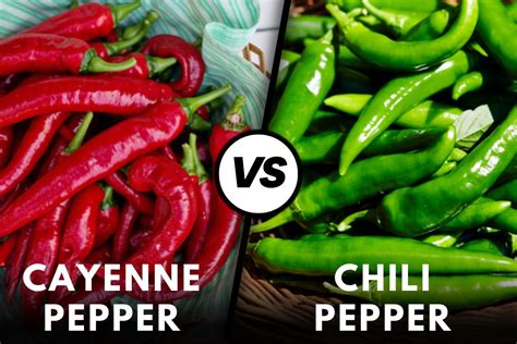 chili vs chili pepper